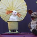 Wie das Känguru zu seinen langen Beinen kam